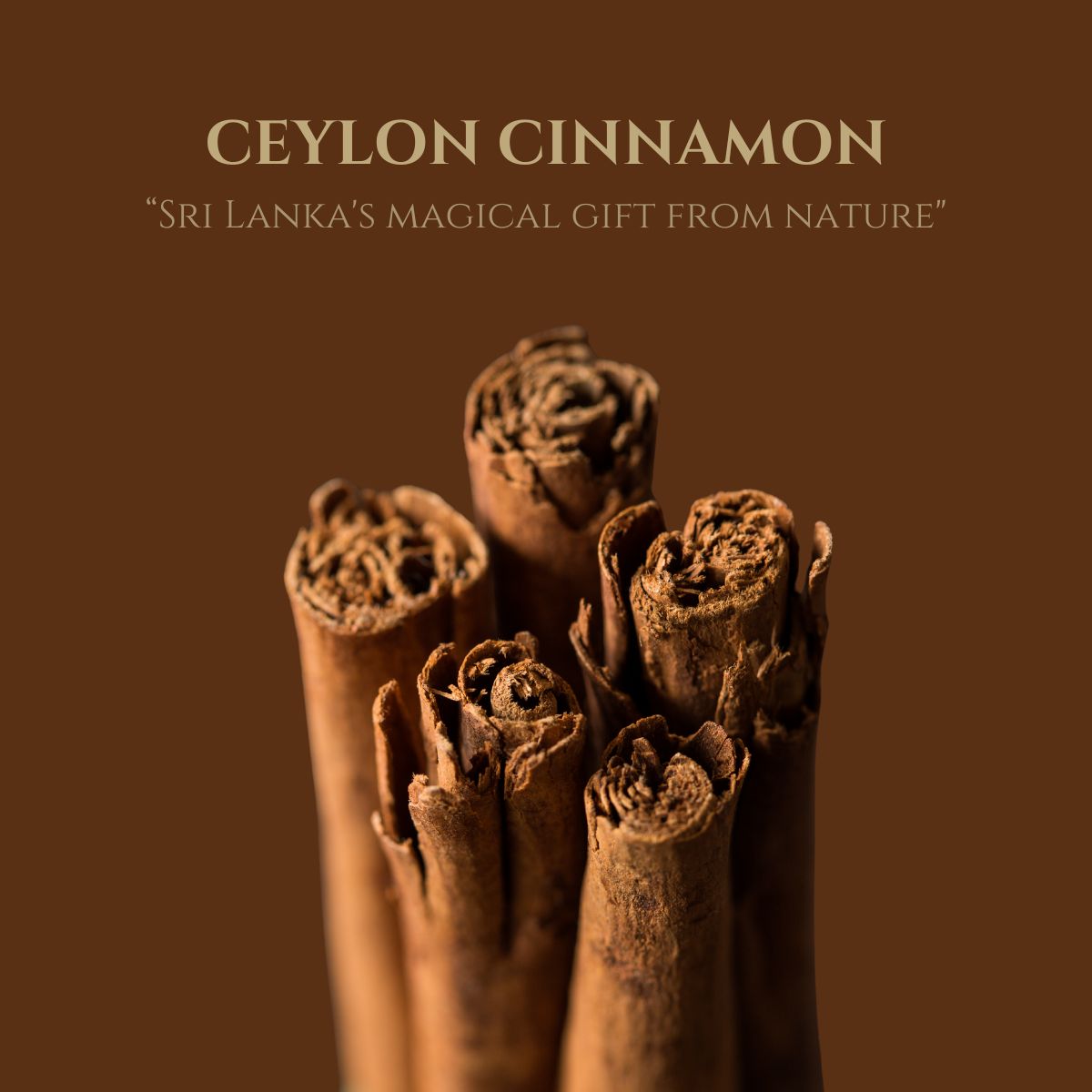 Ceylon Cinnamon: The Spice of Sri Lanka – Will Falco